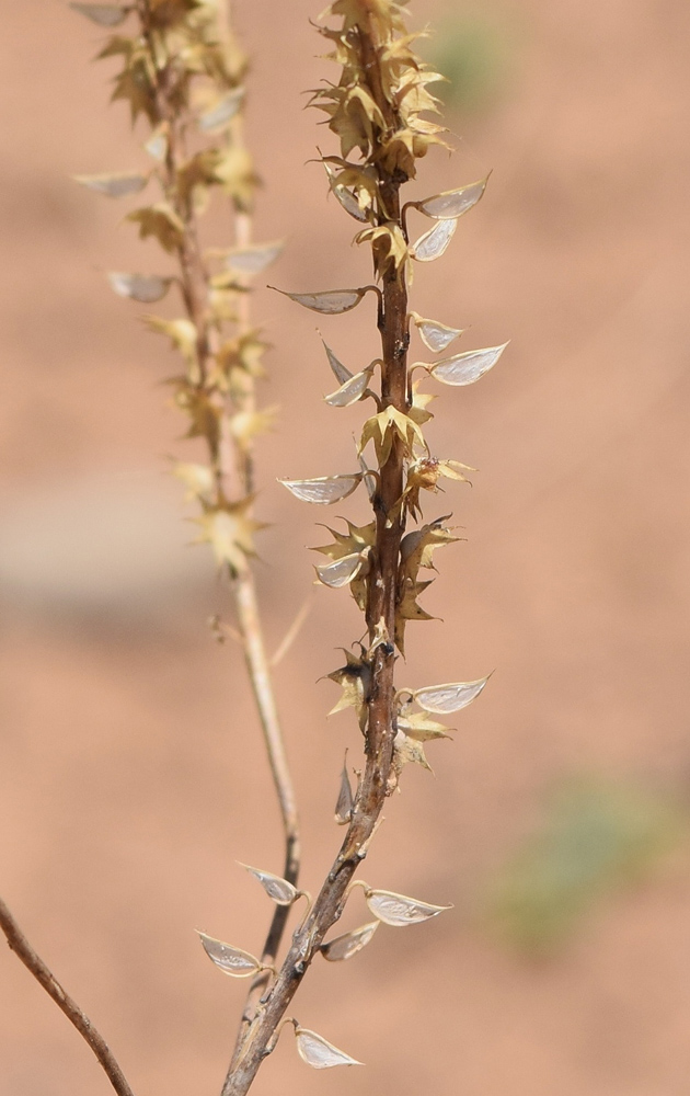 Изображение особи Aethionema carneum.