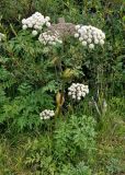 Angelica sylvestris