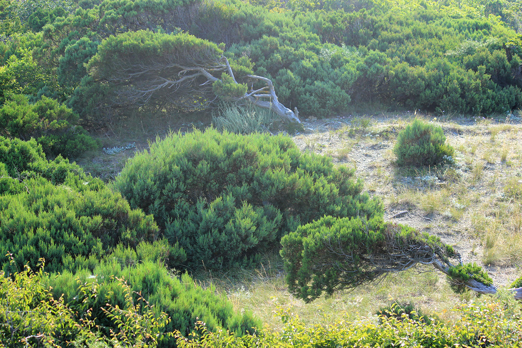 Image of Juniperus excelsa specimen.