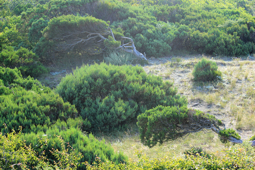 Изображение особи Juniperus excelsa.