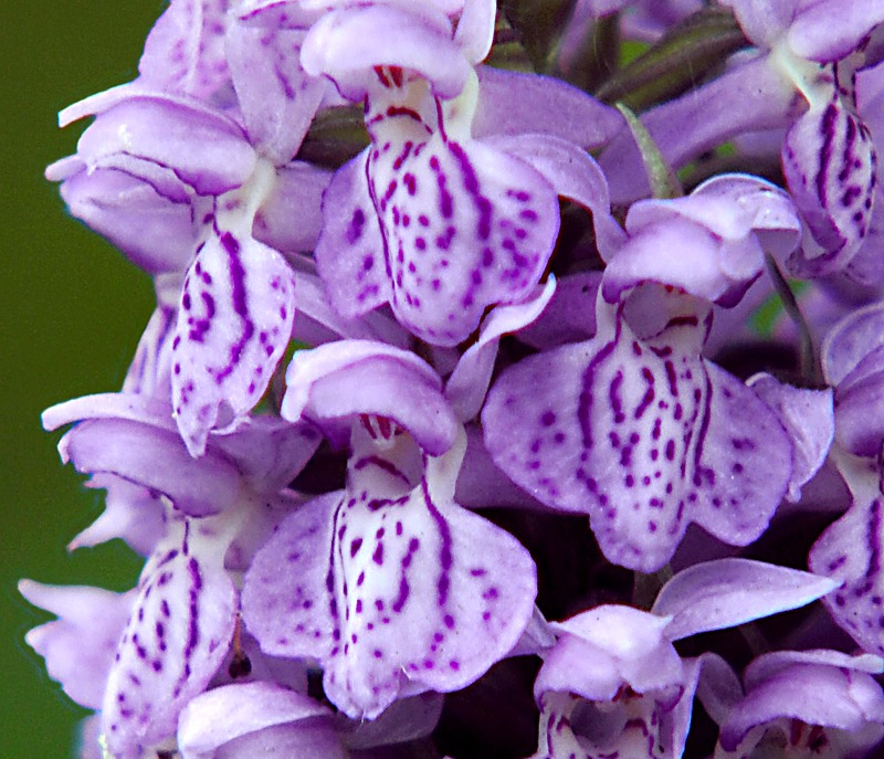 Image of Dactylorhiza baltica specimen.