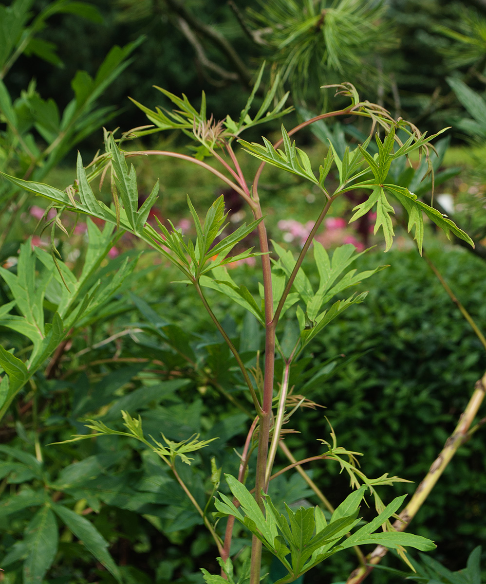 Image of Paeonia delavayi specimen.