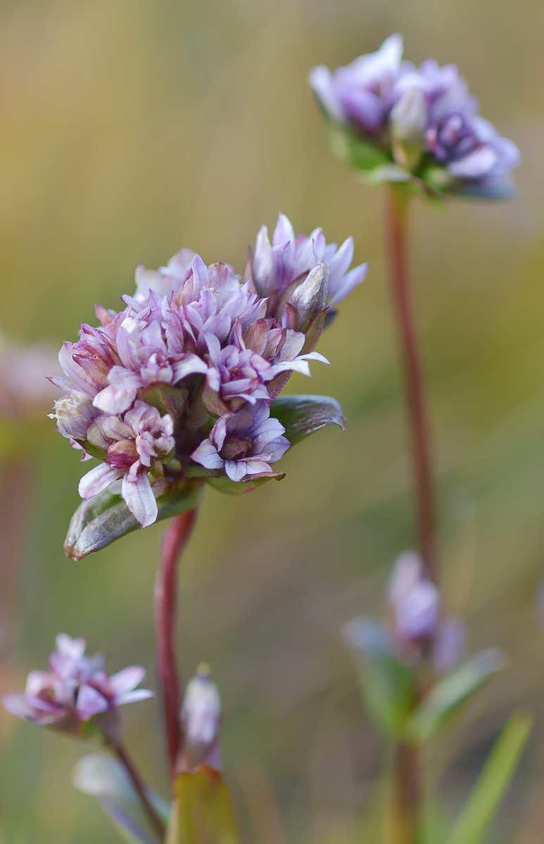 Image of Gentianella turkestanorum specimen.