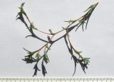 Petrosimonia triandra