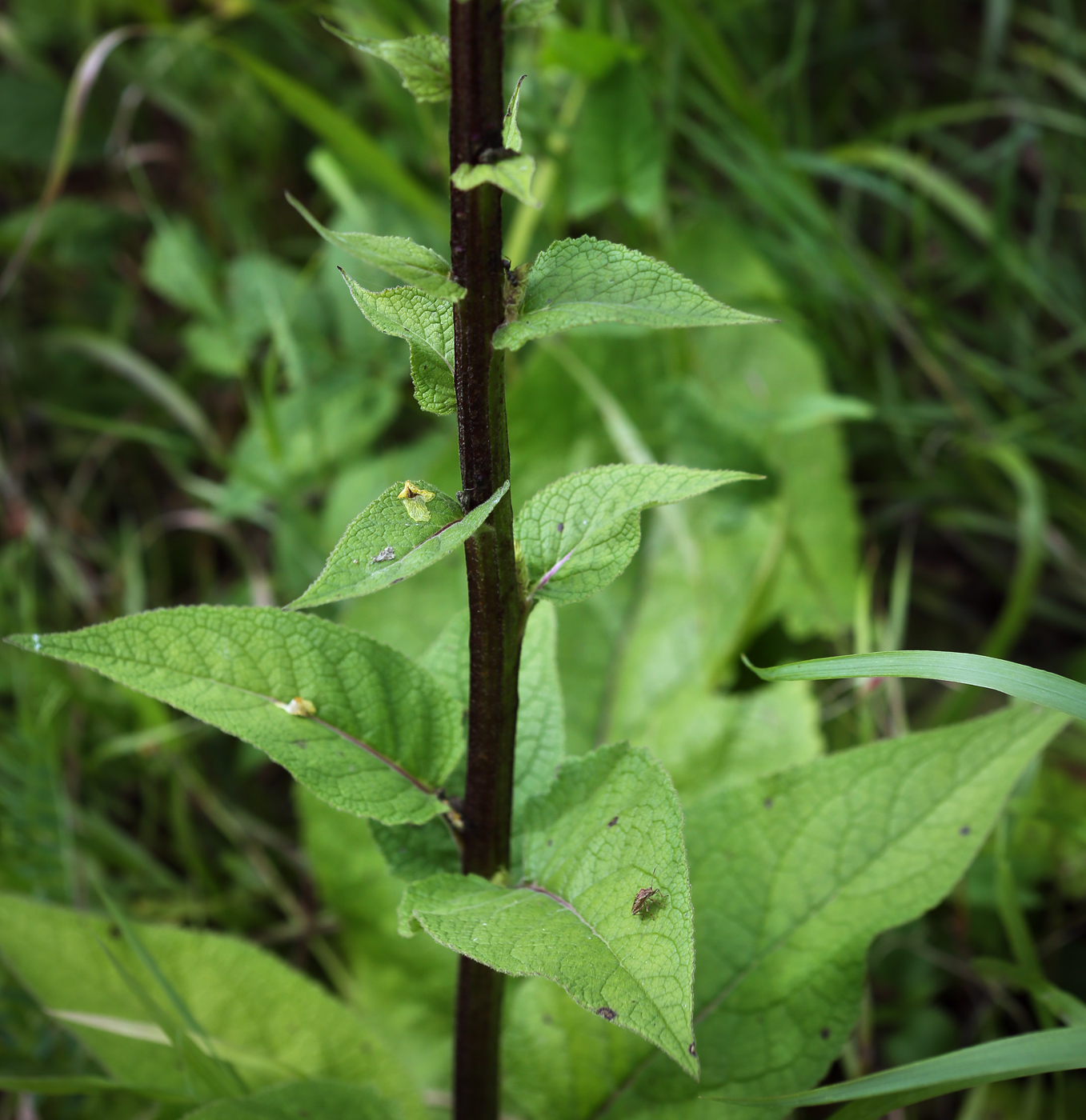 Image of Verbascum nigrum specimen.