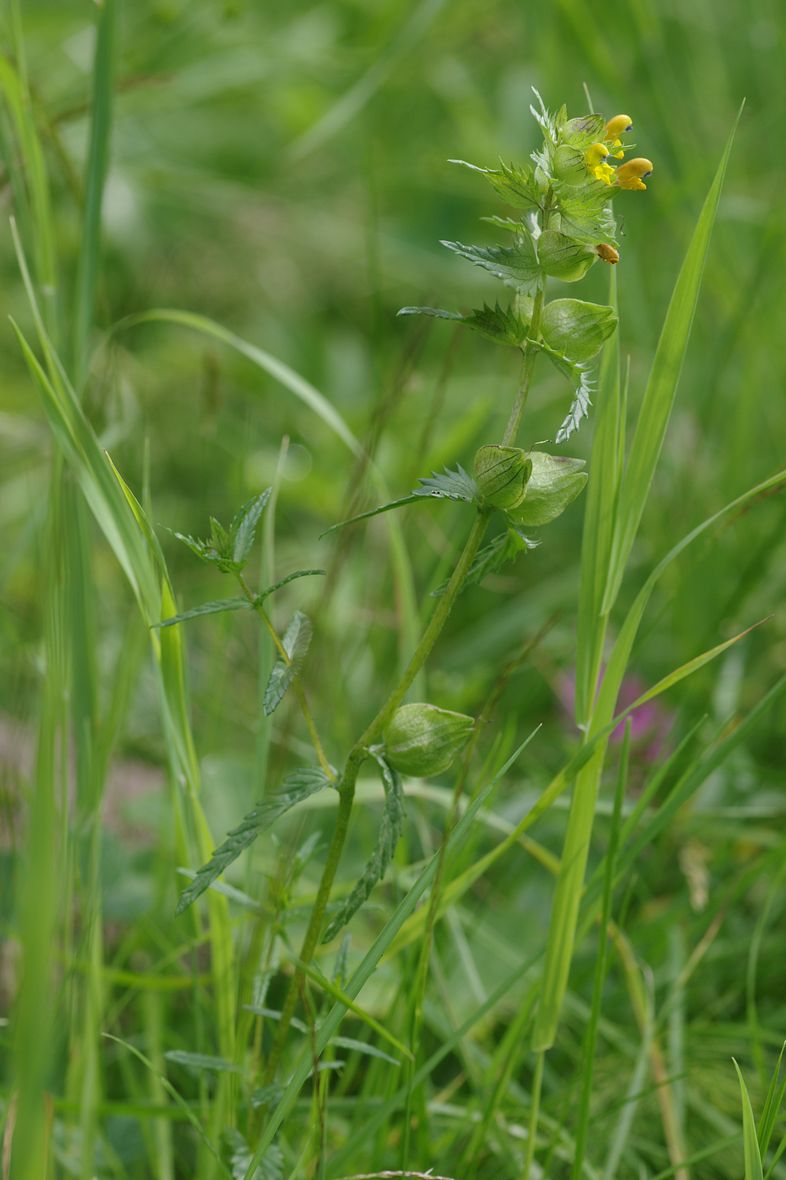 Изображение особи Rhinanthus minor.