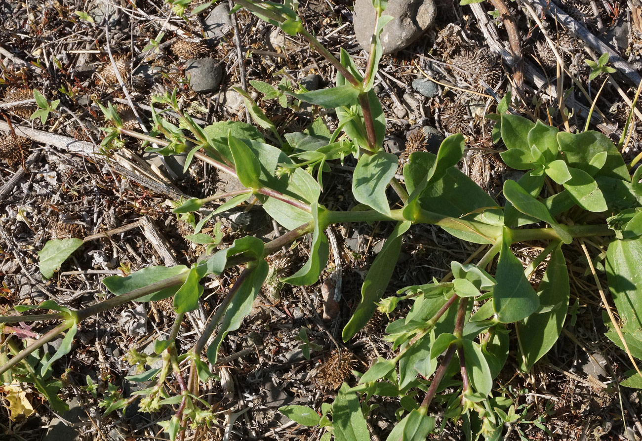 Image of Gypsophila perfoliata specimen.