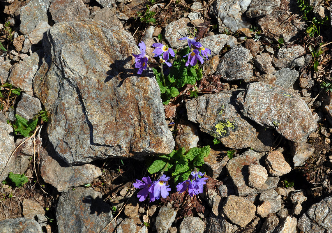 Изображение особи Primula amoena.