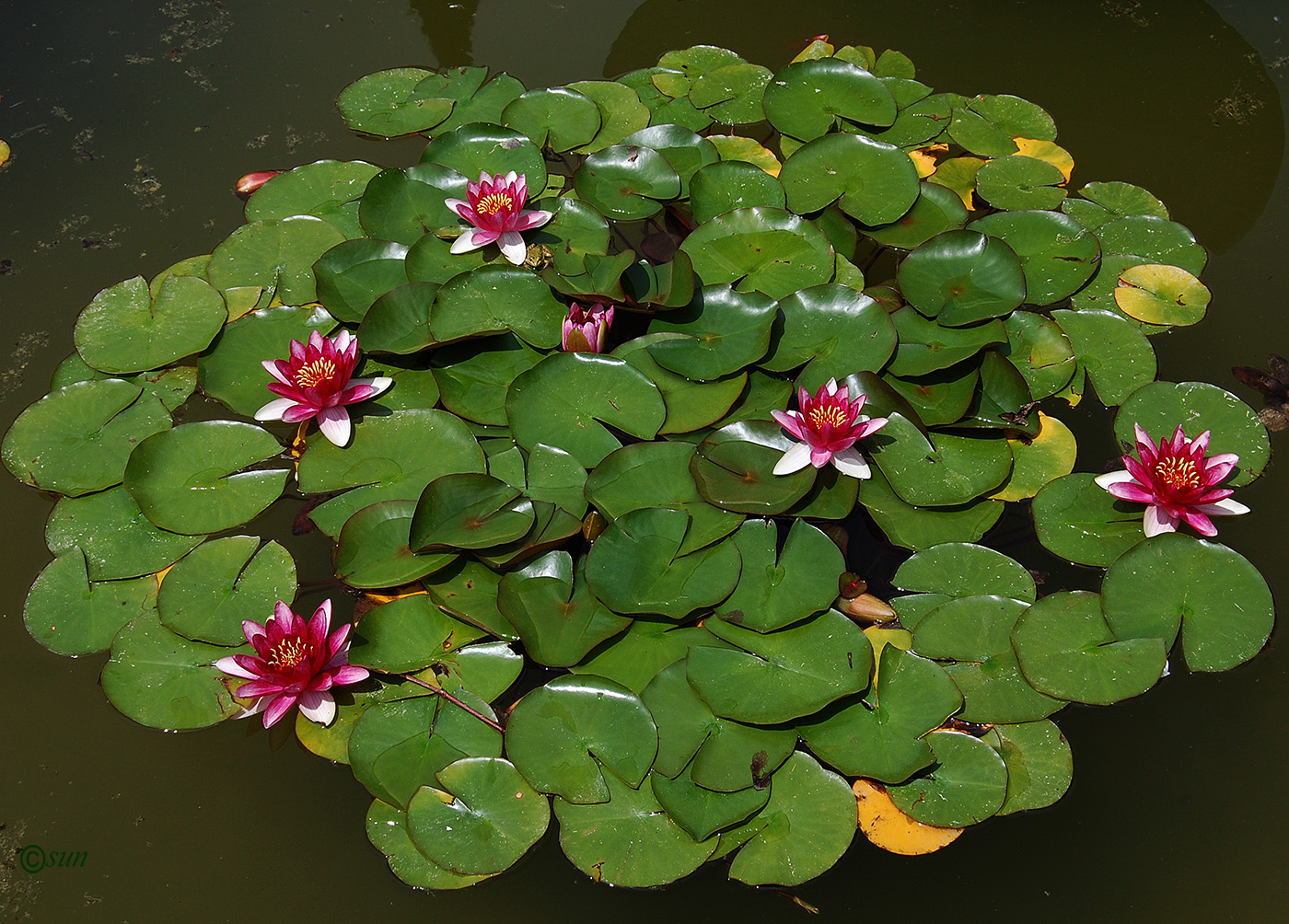 Image of Nymphaea odorata specimen.