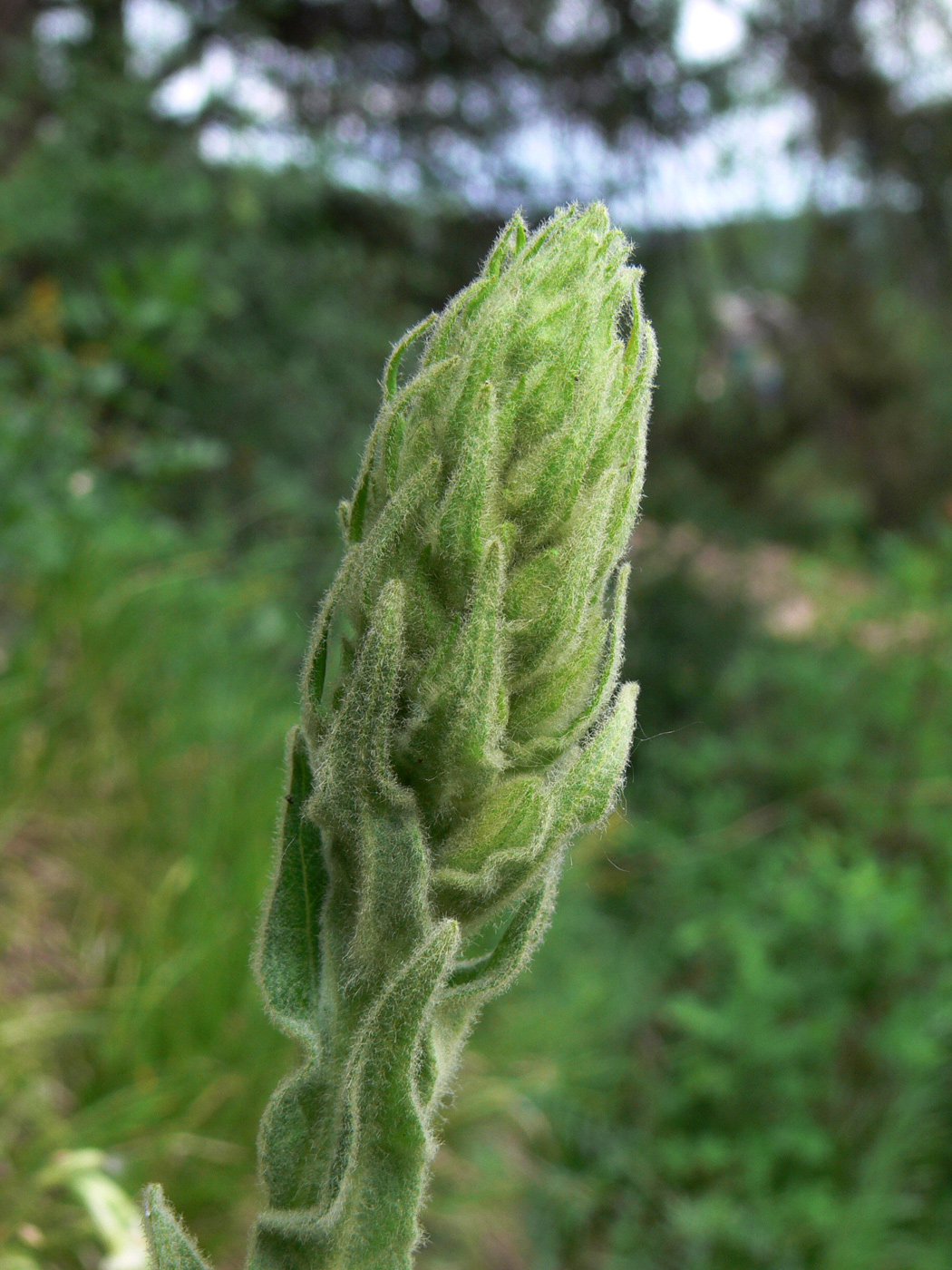 Изображение особи Verbascum thapsus.