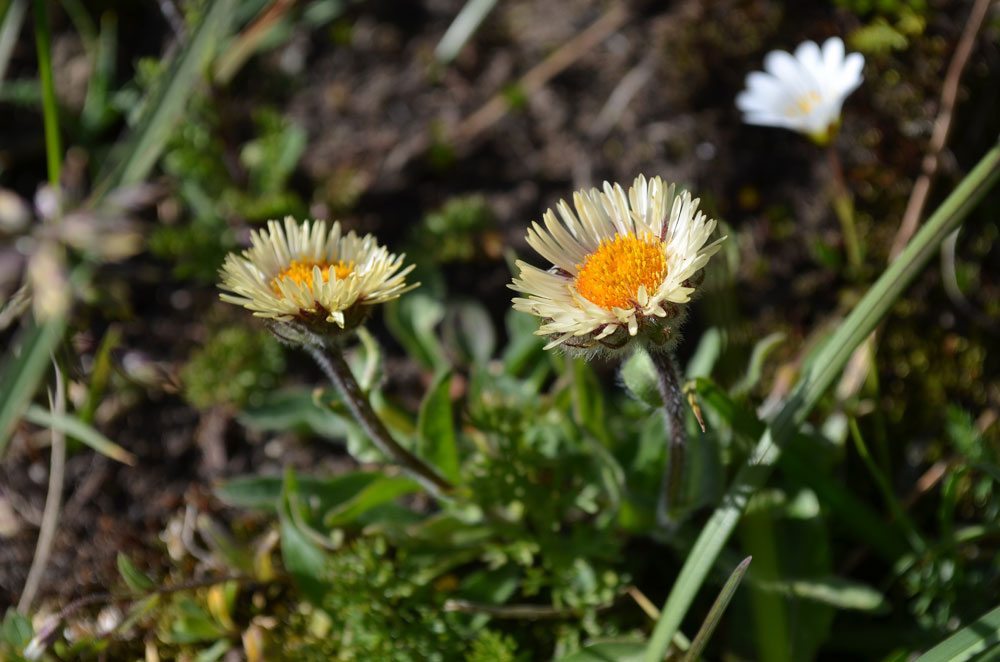 Изображение особи Erigeron allochrous.