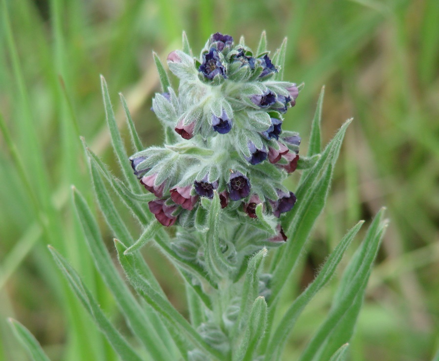 Image of Cynoglossum officinale specimen.