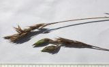 Bromopsis variegata