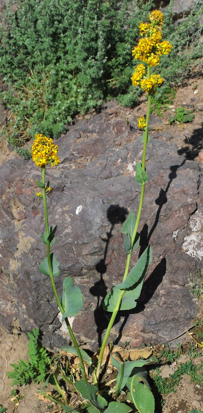 Image of Ligularia heterophylla specimen.