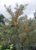 Hippophae rhamnoides