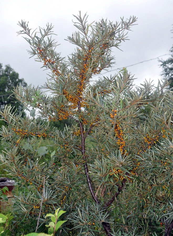 Изображение особи Hippophae rhamnoides.