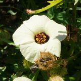 Hibiscus trionum. Цветок и зрелый плод. Восточный Казахстан, г. Усть-Каменогорск, Архитектурно-ландшафтный музей-заповедник, в культуре. 04.09.2016.