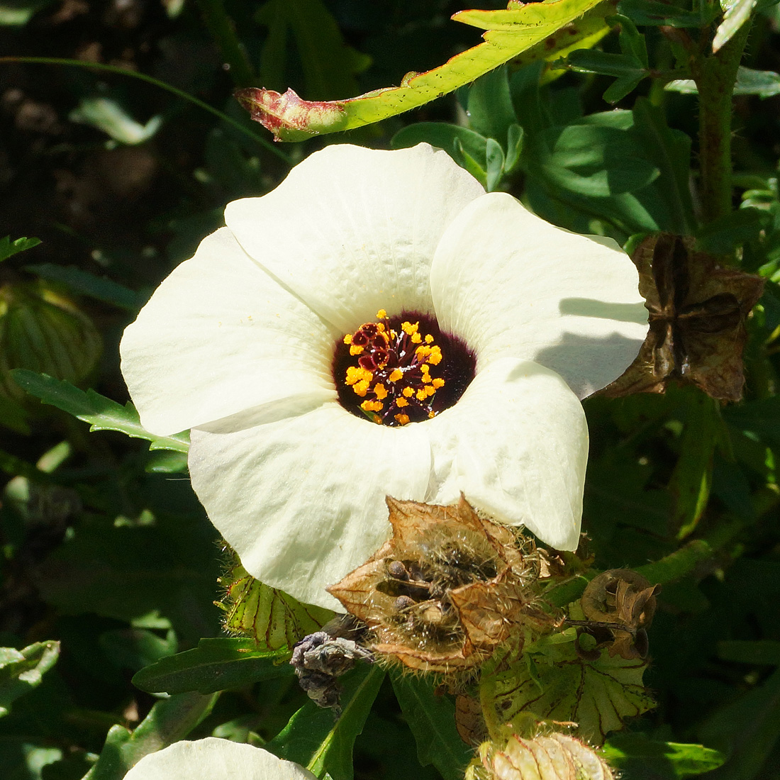 Изображение особи Hibiscus trionum.