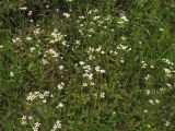 Saxifraga granulata. Цветущие растения. ФРГ, земля Северный Рейн-Вестфалия, р-н Ойскирхен, окр. г. Бад-Мюнстерайфель, травянистый склон у обочины дороги. 27 мая 2010 г.
