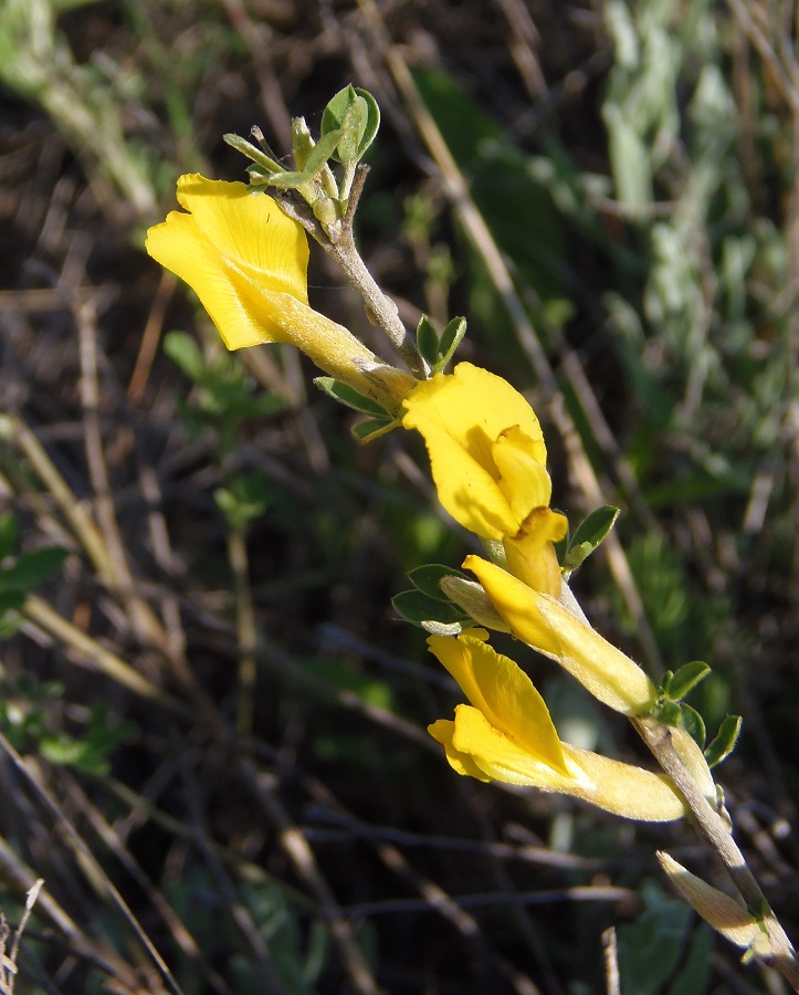 Image of genus Chamaecytisus specimen.