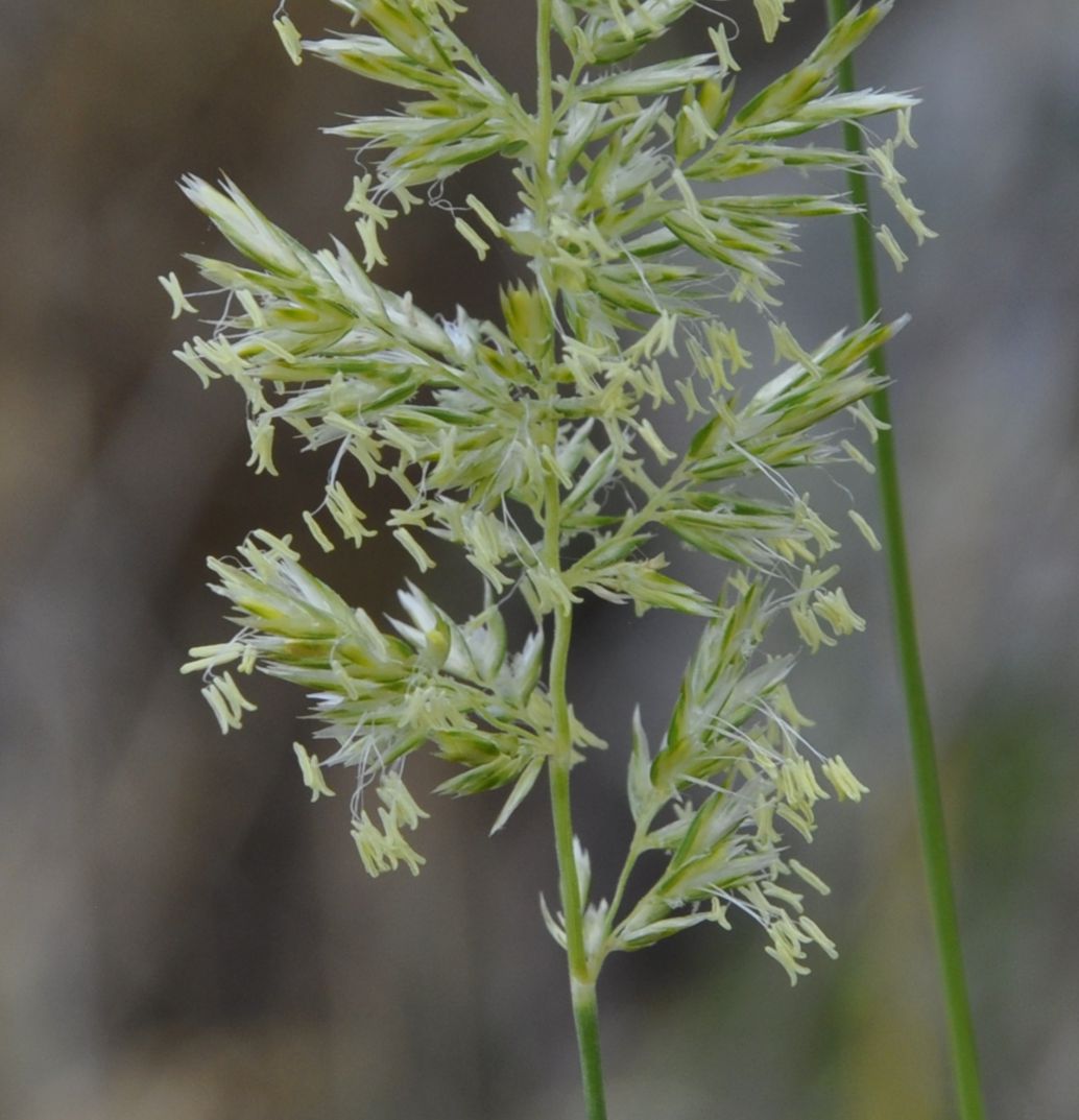 Image of Koeleria macrantha specimen.