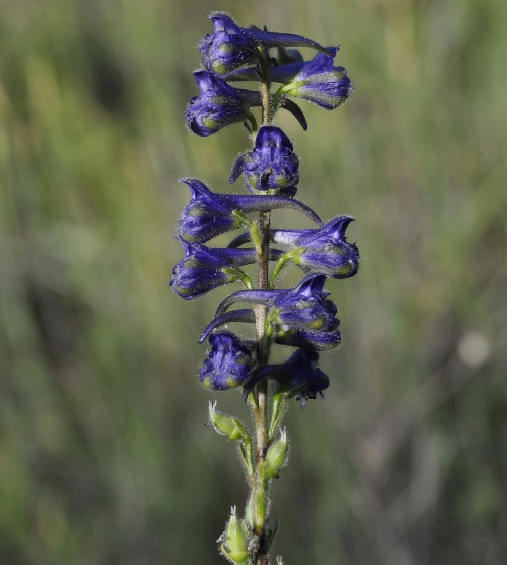 Image of Delphinium fissum specimen.