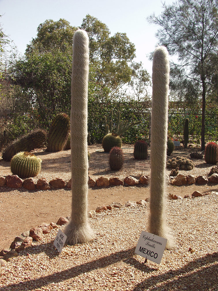 Изображение особи Cephalocereus senilis.