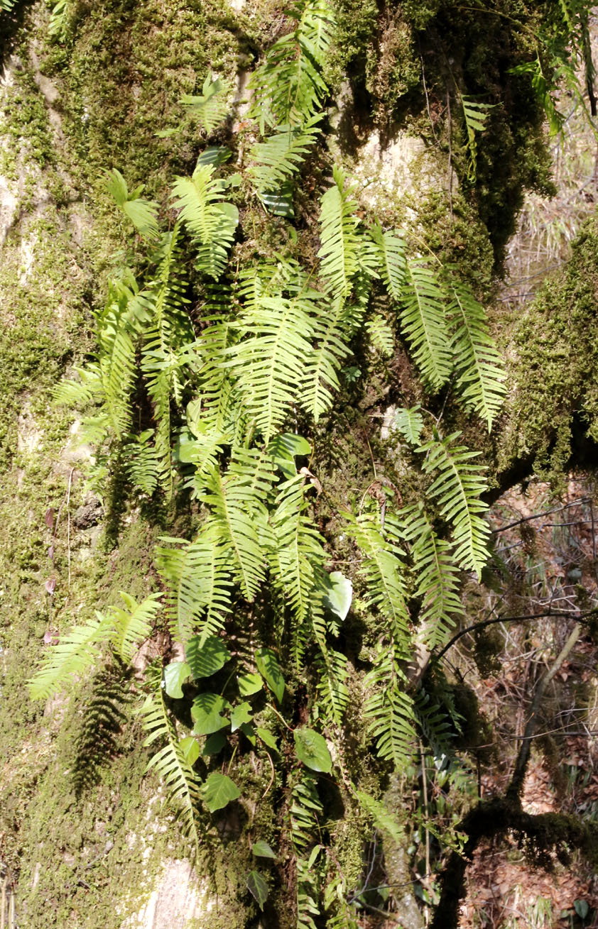 Image of Polypodium interjectum specimen.