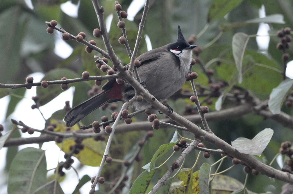 Image of genus Ficus specimen.