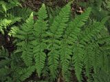 Dryopteris dilatata. Нижняя часть вайи. Нидерланды, провинция Drenthe, окр. деревни Zeijen, смешанный лес. 6 июня 2010 г.