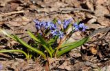 Scilla bifolia