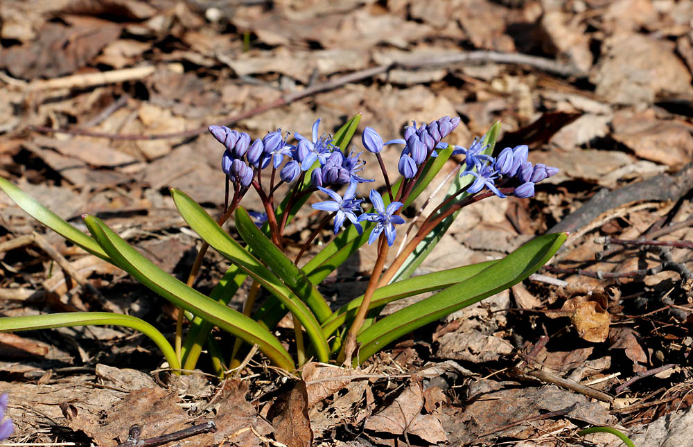 Изображение особи Scilla bifolia.