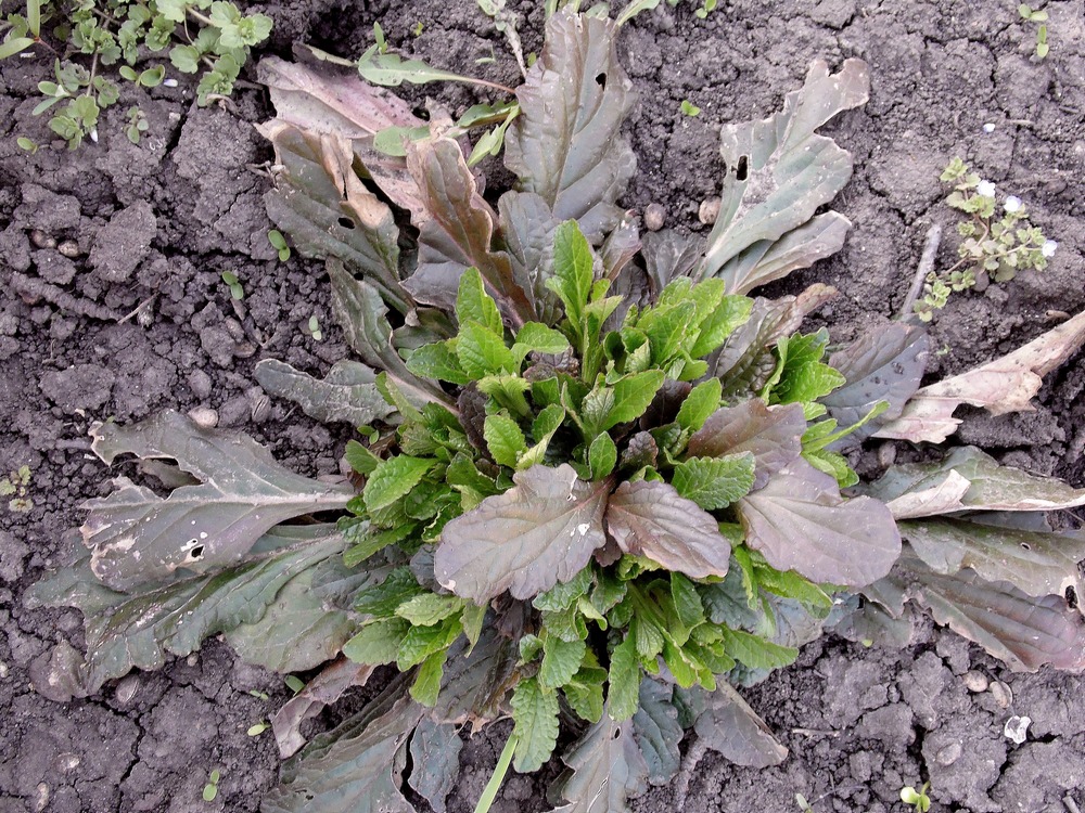 Изображение особи Ajuga reptans.