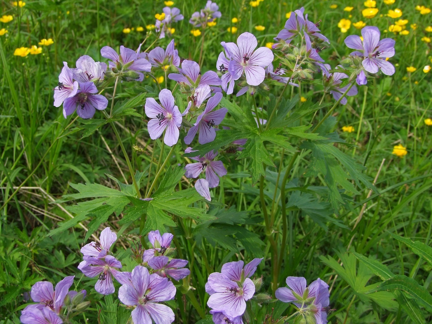 Изображение особи Geranium erianthum.