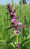 Ajuga genevensis