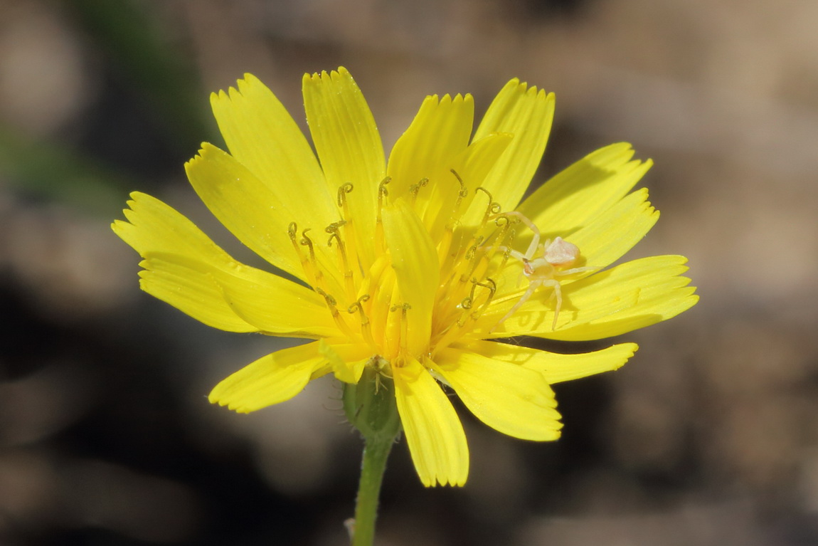 Image of Lagoseris sancta specimen.