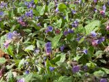 Pulmonaria officinalis