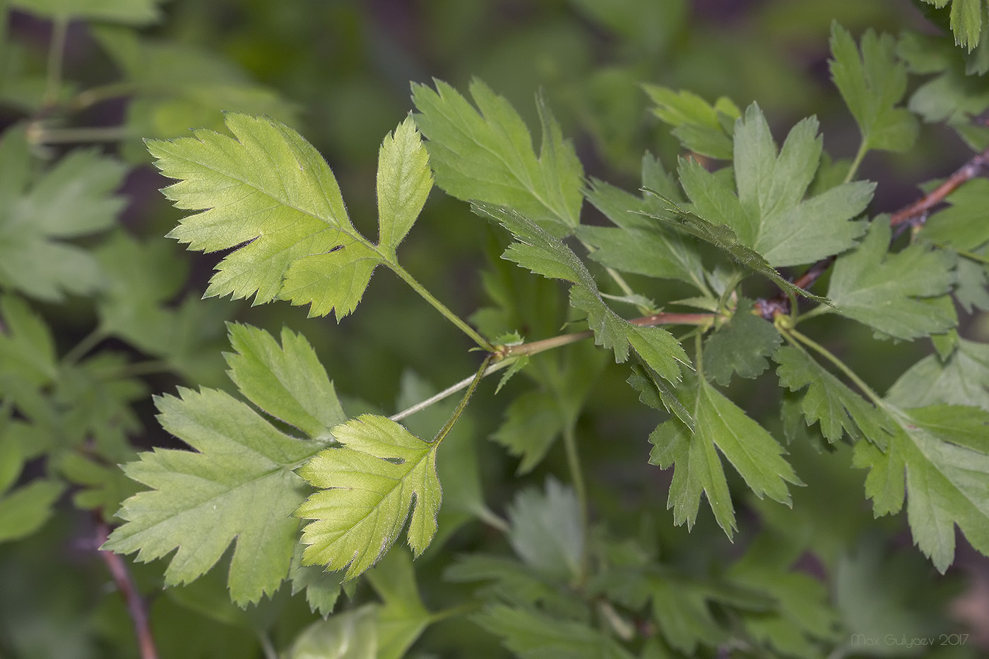 Изображение особи род Crataegus.