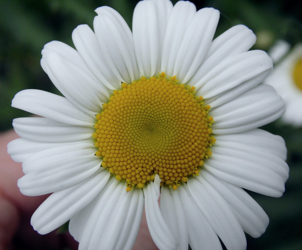 Изображение особи Leucanthemum vulgare.