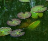 Nymphaea candida