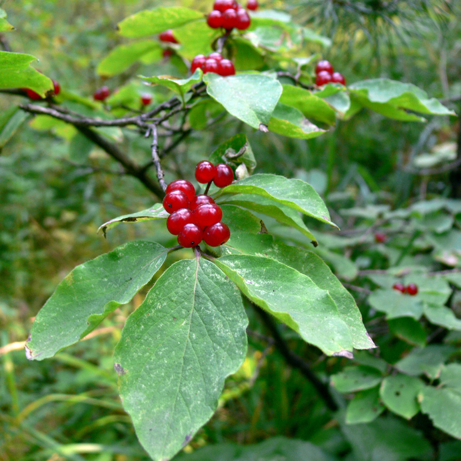 Image of Lonicera xylosteum specimen.