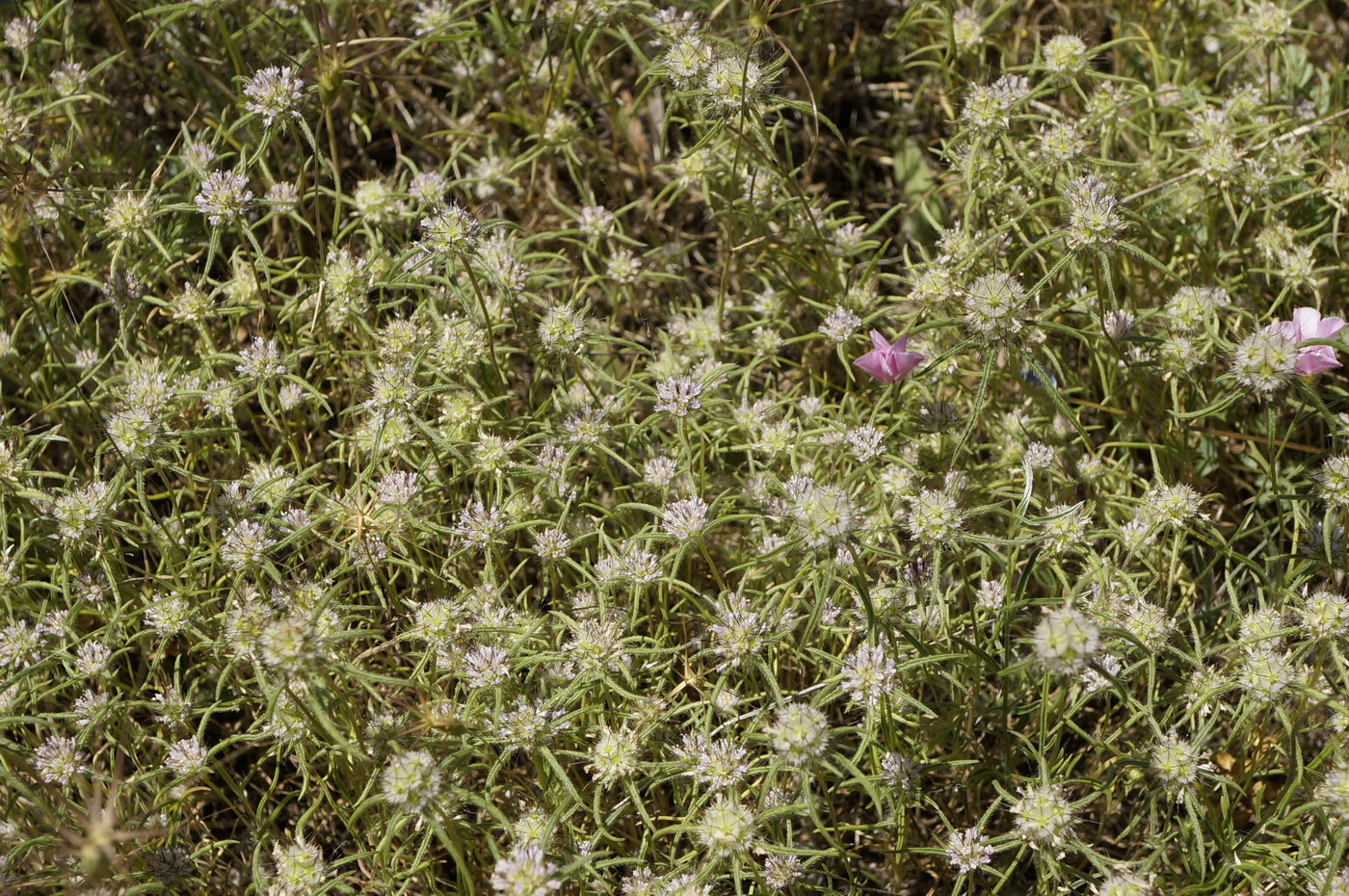 Image of Lomelosia divaricata specimen.