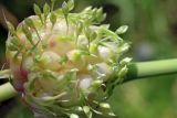 Allium longicuspis. Соцветие в бутонах и с бульбочками. Узбекистан, г. Ташкент, Ботанический сад им. Ф.Н. Русанова. 17.06.2017.