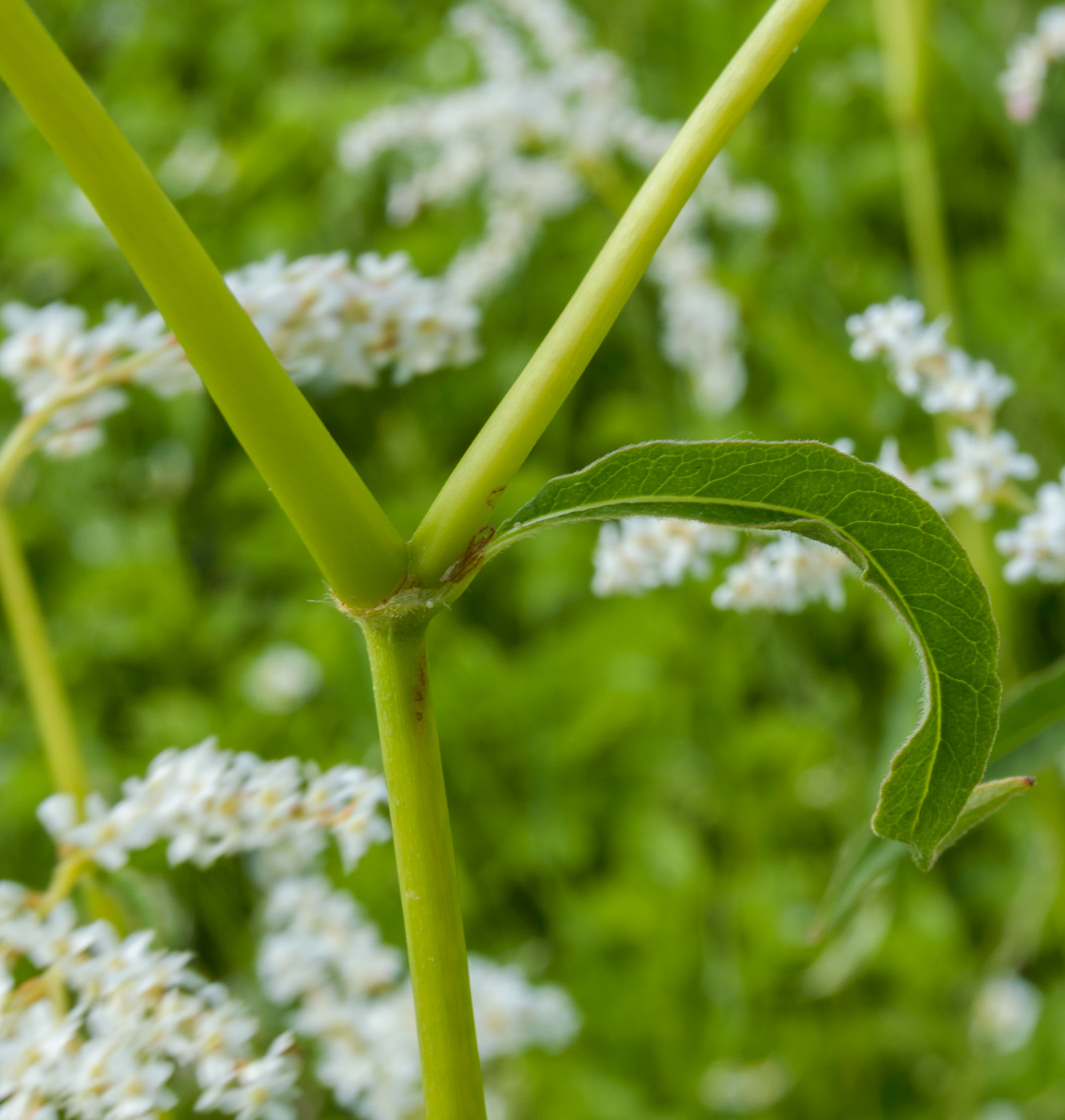 Изображение особи Aconogonon alpinum.