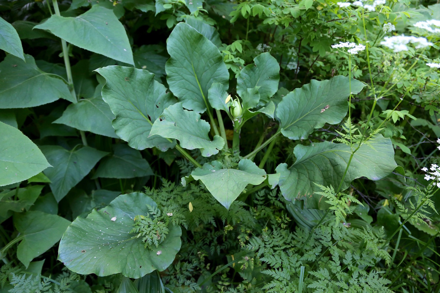 Изображение особи Cardiocrinum cordatum.