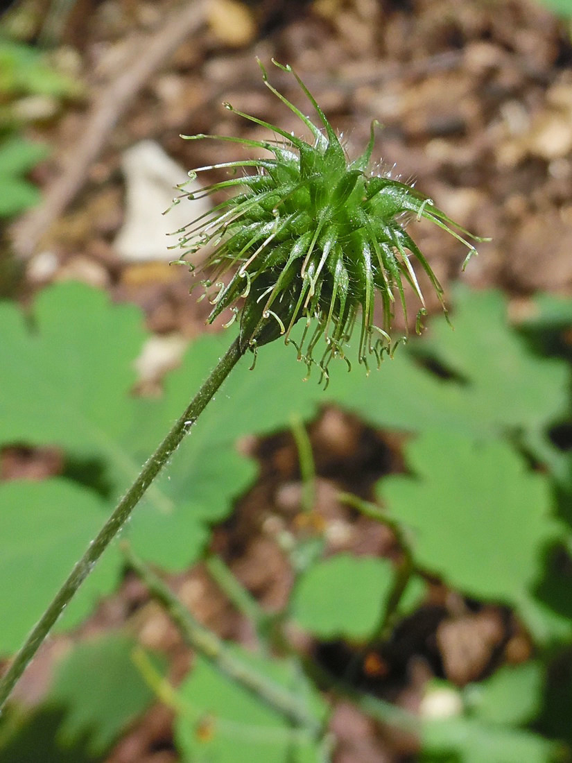 Image of Geum urbanum specimen.
