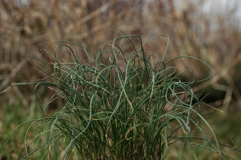 Изображение особи Allium setifolium.