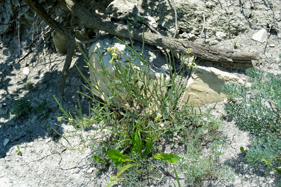 Изображение особи Matthiola odoratissima.