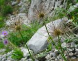 Pulsatilla tatewakii