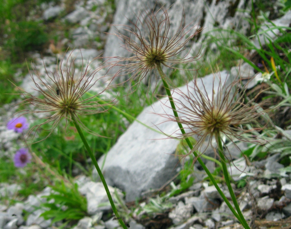 Изображение особи Pulsatilla tatewakii.